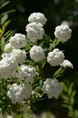 八重のコデマリ