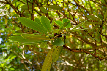 A view of the leaves of a rhododendron sutchuense plant.