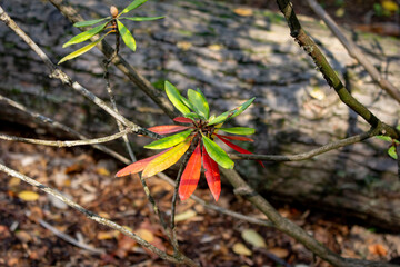 A view of leaves from the rhododendron formosanum plant.