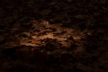A view of ground covered with Northern red oak leaves and a section of sun beam.