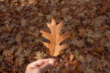 A view of a hand holding a Northern red oak leaf.
