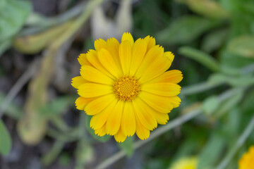 A top down view of a yellow pot marigold flower in the garden.
