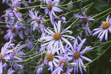 A view of smooth blue aster flowers.