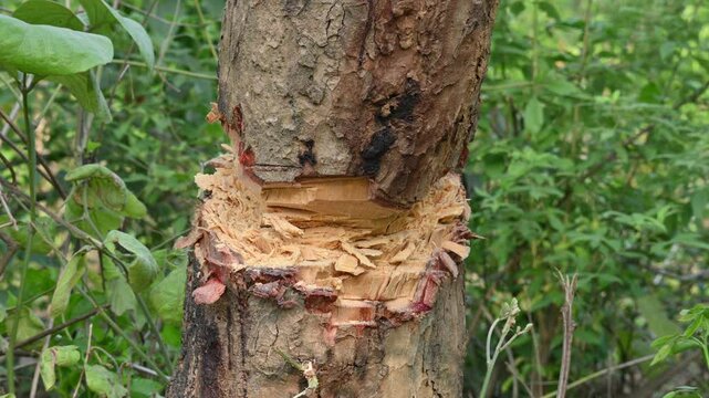 Tree being cut down with an axe. Wood is being cut for fuel in an Indian village. Indian village cutting wood from his hand with the help of axe.
