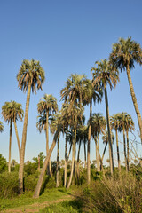 Obraz premium Tropical sunset landscape in El Palmar National Park, in Entre Rios, Argentina, path bordered by Butia yatay palm trees under the evening sunlight, protected plant species endemic to the area.