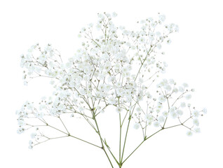 Beautiful delicate gypsophila flowers on white background