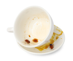 Cockroaches crawling on dirty dishes against white background