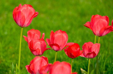 Fototapeta premium Tulpen (Tulpia)