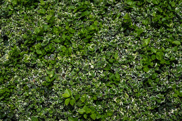 Closeup of compact bush hedge with green and white variegated leaves as a textured nature background on a sunny spring day 
