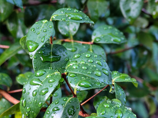 The background of wet leaves exposed to raindrops looks fresh and beautiful green.	