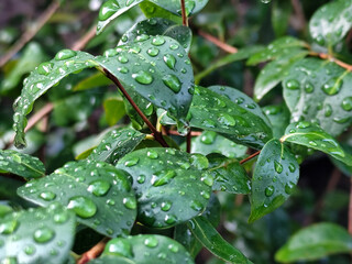 The background of wet leaves exposed to raindrops looks fresh and beautiful green.	