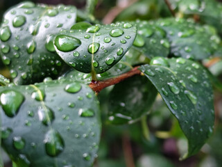 The background of wet leaves exposed to raindrops looks fresh and beautiful green.	