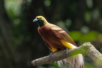 Cendrawasih on a tree branch	