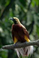 Cendrawasih on a tree branch	
