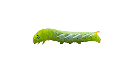 Obraz premium A vibrant green caterpillar crawling on a leaf, showcasing its intricate patterns against a blurred natural background
