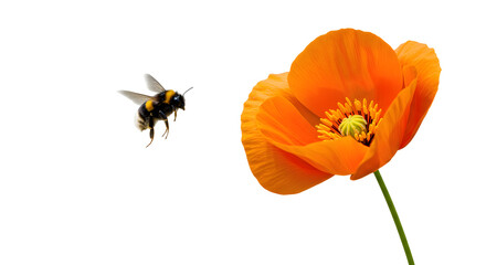 A vibrant orange poppy flower in full bloom with a bumblebee approaching, set against a clean black background