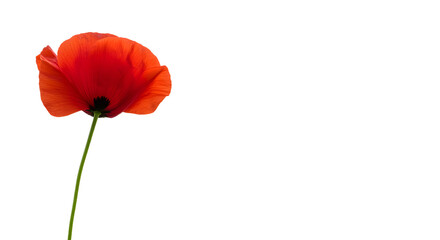 Obraz premium A vibrant red poppy flower stands tall against a plain black background, symbolizing beauty and resilience in nature