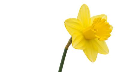 Close-up of a vibrant yellow daffodil flower in full bloom against a clean background, symbolizing spring and renewal