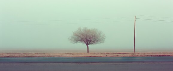 A solitary tree stands amidst a foggy field near a road with a distant telephone pole