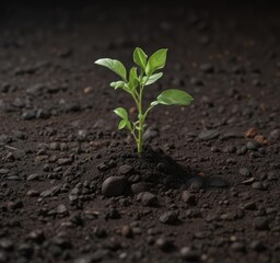 A young pea plant pushing through dark soil, early stage growth ,  texture,  emerging,  plant
