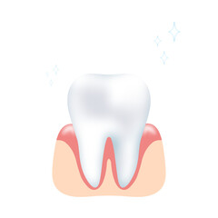 tooth and gum, healthy tooth, teeth, healthy gum, white tooth, PNG, transparent