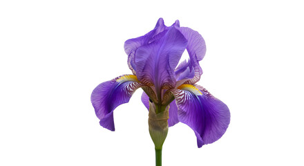 Vibrant purple iris flower in full bloom, showcasing delicate petals and intricate details against a soft background