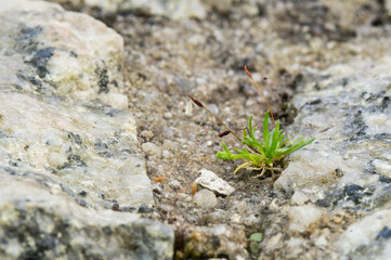 Grass struggling to survive between the cement