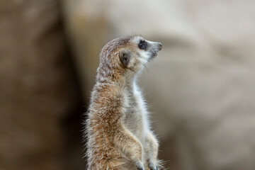 A view of a meerkat.