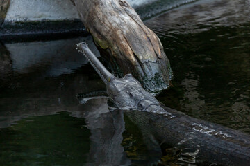 A view of an Indian gharial.