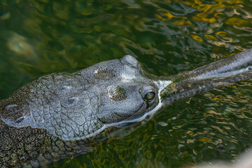 Fototapeta premium A view of an Indian gharial.