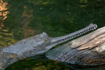 A view of an Indian gharial.