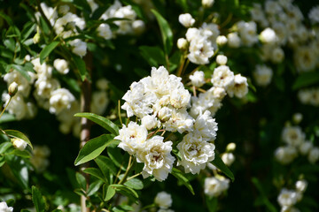 シロモッコウバラ