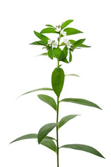 江戸紫の染料として使われる日本ムラサキの花　Lithospermum erythrorhizon
