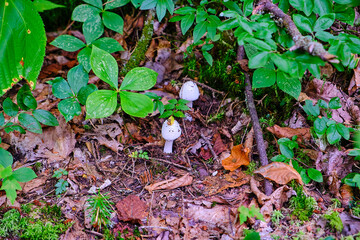 Mushrooms growing on the forest floor.