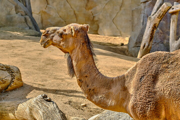 camel in the desert