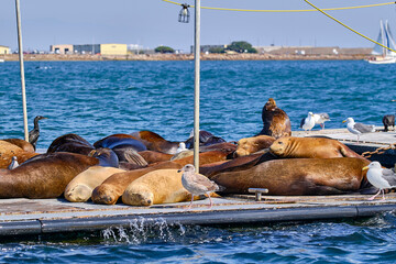 sea lions on the pier