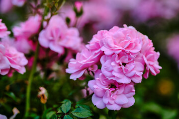 Close up of pink flowers