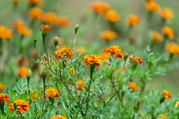Common hoopoe on the tree branch © Bhutan Japan Nature