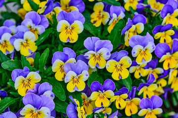 Close up of yellow and purple pansies