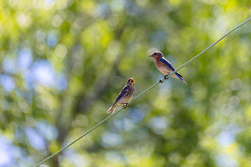 The eastern bluebird (Sialia sialis). Adult with young