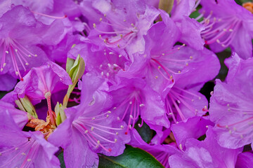 Macro shot of purple flower petals