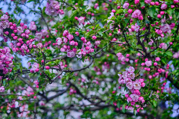 Obraz premium pink and purple flowers