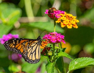 Obraz premium Vibrant Monarch Butterfly Feeding on Colorful Garden Flowers