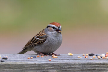  Chipping sparrow (Spizella passerina) is a species of American sparrow perched on a fence