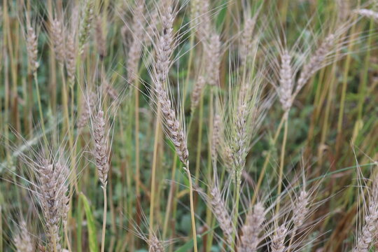 Closeup of ripe wheat stalks with awns in agricultural field in golden and green hues