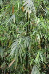 Dense bamboo foliage with interwoven leaves and natural textural patterns view