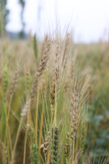 Field of Ripe Wheat Stalks Close Up with Green Blades and Blurred Background