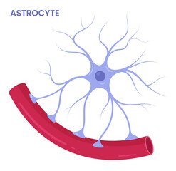 Vector illustration of an astrocyte brain cell, depicting its supportive role around blood vessels. Neuroglia