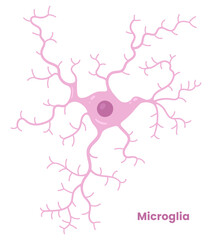 Vector illustration of microglia cells in the brain, showcasing their role in neuron support. Neuroglia