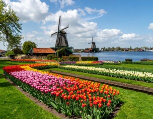Beautiful Scenic View of Windmills and Colorful Tulip Fields